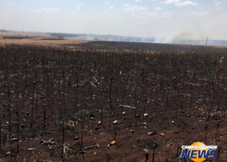 Proprietários rurais acusam índios de atear fogo em plantação de milho