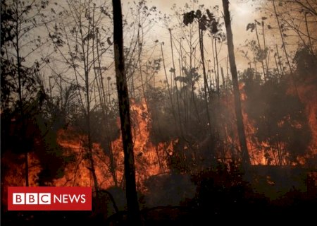 O que as queimadas na Amazônia têm a ver com a economia e por que as eras Dilma e Bolsonaro fogem à regra