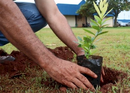 Prefeitura vai plantar 3 mil mudas de  Guavira nos parques públicos de Dourados