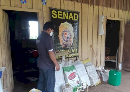 SENAD apreende maconha e destroi plantação na zona rural de Pedro Juan 