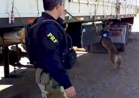 Com a ajuda de cão farejador PRF apreende mais de 4 toneladas de droga 