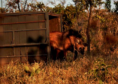 Escolhido para cédula de R$ 200, lobo-guará sofre ameaça de extinção