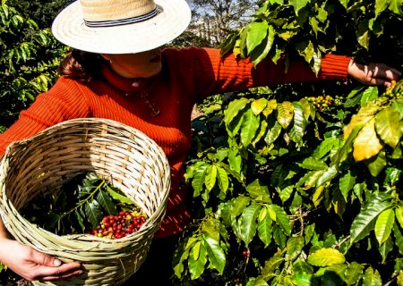 Governo aprova redução de taxas de juros para setor cafeeiro