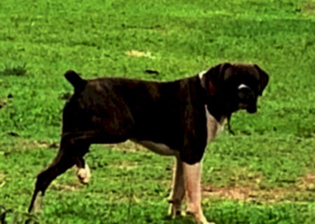 Pecuarista oferece R$ 10 mil de recompensa por cão da raça Boxer que desapareceu