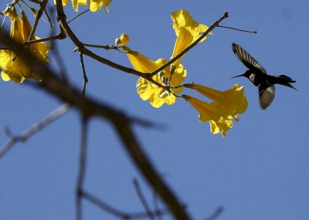 Primavera começa nesta quinta-feira e dá início ao plantio das principais culturas de verão