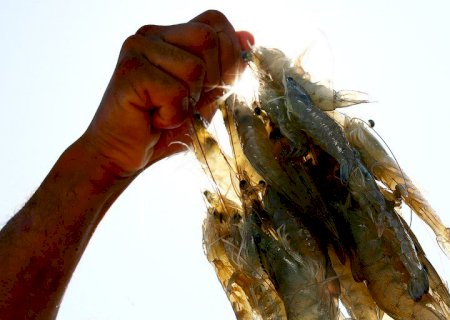 Pescadores e aquicultores tem mais de R$ 208 bi disponíveis no Plano Safra 2023