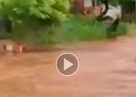 Chuva com ventos de 71 km/h derruba árvores e alaga ruas em Corumbá