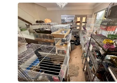 Mulher é presa por maus-tratos de 560 gatos e cães mantidos dentro de casa