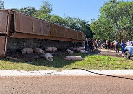 Populares que furtaram porcos podem pegar até 4 anos de prisão