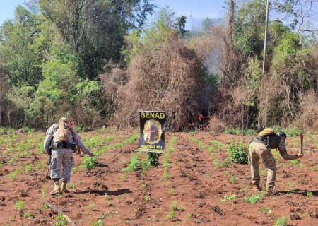 Fazenda de empresário douradense preso era usada para cultivo de maconha