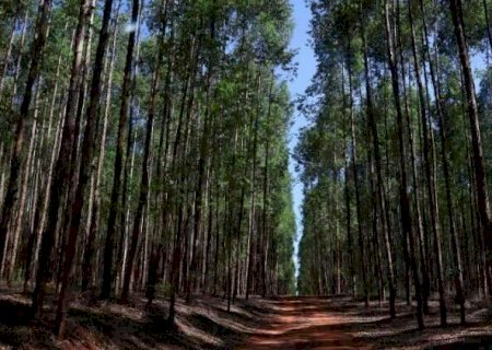Projeto florestal de R$ 282 milh&otilde;es vai come&ccedil;ar em Mato Grosso do Sul