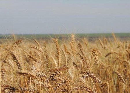 Trigo: desvalorizações externas fazem preço variar no Brasil