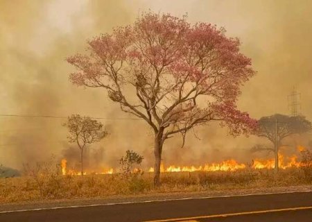 Em visita a Miranda, engenheiro encontrou ip&ecirc; rosa em cen&aacute;rio de chamas