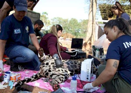 On&ccedil;a-pintada batizada de Miranda recebe tratamento de oz&ocirc;nio nas patas queimadas