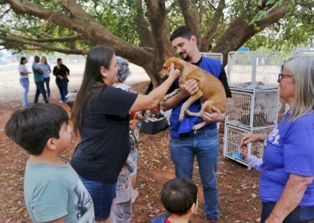 Feira d&aacute; oportunidade aos c&atilde;es e gatos adultos de encontrarem um lar
