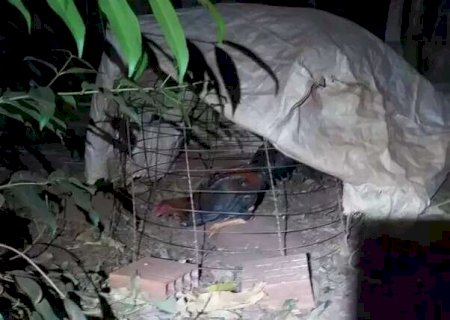 Ao checar den&uacute;ncia de rinha de galo, PMA flagra 18 animais feridos