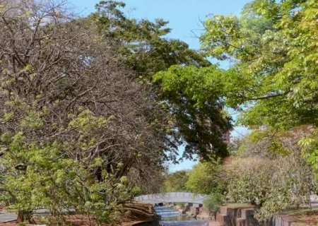 Regi&atilde;o do Bandeira &eacute; &aacute;rea menos arborizada da Capital, aponta estudo