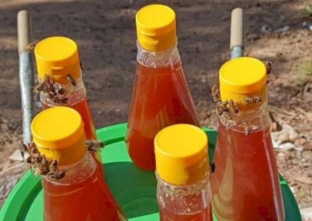 &ldquo;Preju&iacute;zo &eacute; certo&rdquo;: queimadas no Pantanal destroem colmeias de apicultores