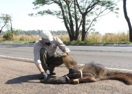 Sancionada lei que estabelece regras de prote&ccedil;&atilde;o a animais silvestres na Capital