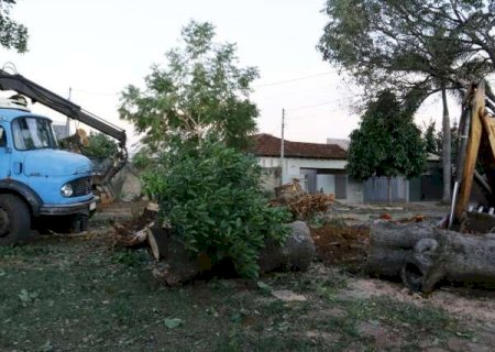 Restos de &aacute;rvores s&atilde;o reciclados e viram projeto de sucesso internacional