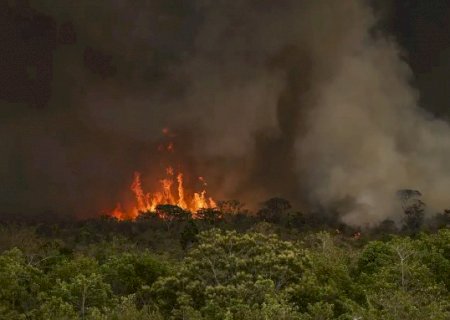 Pantanal tem 2024 com queimadas Crescendo mais de 2.300%