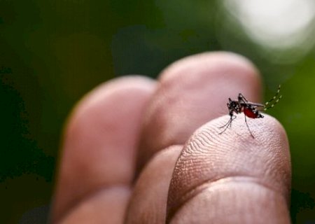 MS bate 15,9 mil casos confirmados de dengue em semana sem mortes