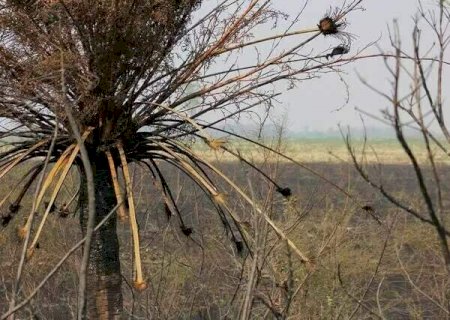 Mudan&ccedil;a clim&aacute;tica integra os "4 Cavaleiros do Apocalipse", compara secret&aacute;rio