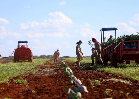 Com citricultura em expansão, produção de gigante do setor de laranja está em pleno vapor