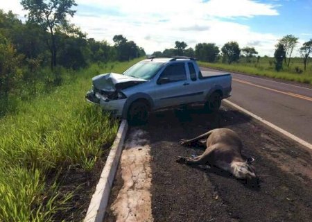 "Matan&ccedil;a" de animais em estrada que cruza o Pantanal est&aacute; com os dias contados