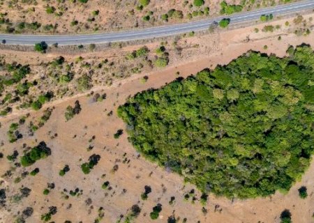 Desmatamento no Cerrado diminui 25% em um ano