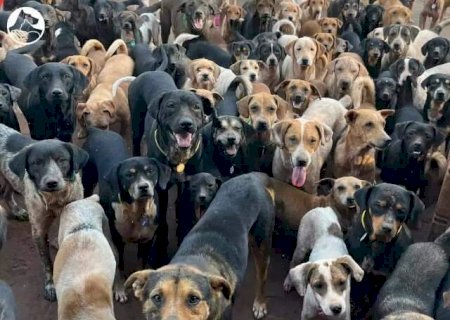 ONG que mant&eacute;m 224 c&atilde;es e gatos anuncia encerramento das atividades