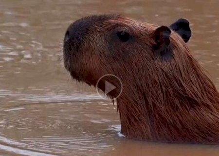 Capivara "latindo" e batida no tr&acirc;nsito est&atilde;o entre os destaques da semana