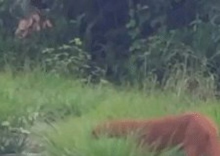Marco para ci&ecirc;ncia: gato-mourisco avermelhado &eacute; registrado pela 1&ordf; no Pantanal