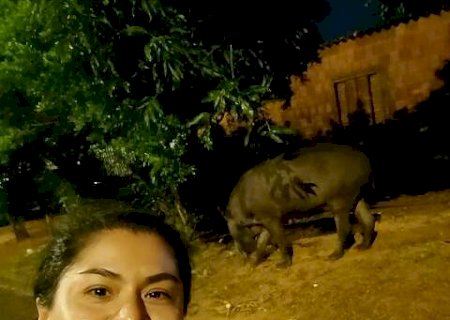Moradora do Taquaral Bosque flagra anta "bem mansinha" comendo manga