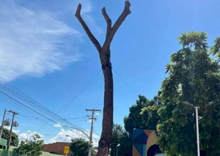 Sem mais nada de &lsquo;belo&rsquo;, P&eacute; de Cedro morto n&atilde;o ganhou nem identifica&ccedil;&atilde;o