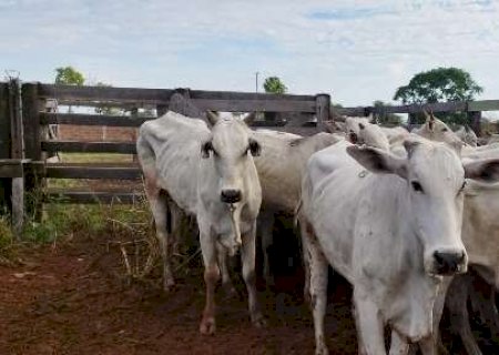 Fazendeiro &eacute; preso com 34 cabe&ccedil;as de gado furtadas e remarcadas