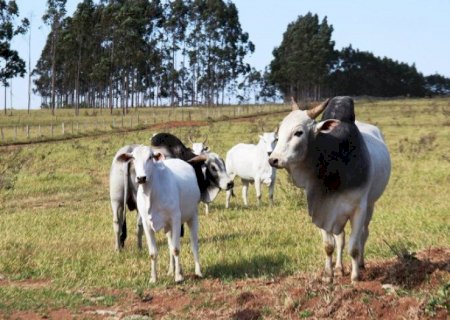 Pecuaristas devem atualizar cadastro de rebanhos na Iagro até o dia 30 de novembro