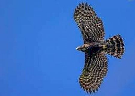 Residencial com quase 200 apartamentos pode atrapalhar rota de aves na Capital