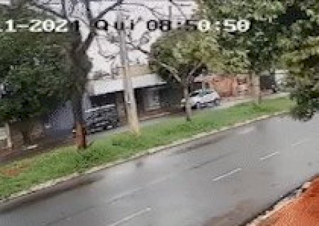 Sem ventania, &aacute;rvore seca cai em Avenida da Vila Palmira