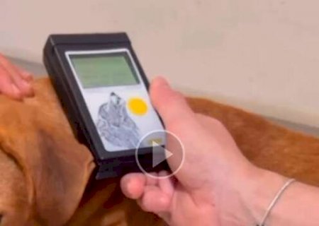 Como resgatar um pet fuj&atilde;o depois da queima de fogos? Confira na reportagem