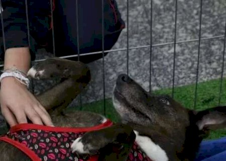 Imposto federal sobre pets &eacute; "fake", esclarece governo