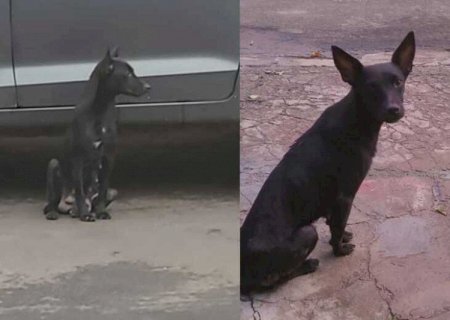 Mulher que abandonou cadela no meio da rua vai pagar multa de R$ 3 mil