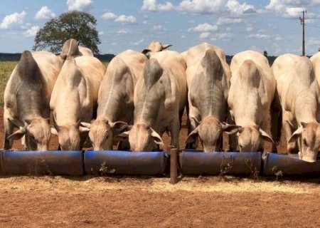 Faturamento da agropecu&aacute;ria de MS deve fechar 2024 com R$ 70,02 bilh&otilde;es