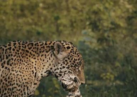 Com tei&uacute; vivo na boca, on&ccedil;a-pintada Arumita desfila no Pantanal