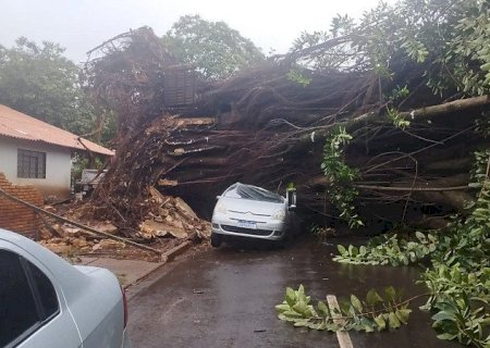 Seringueira que caiu e destruiu carros estava “condenada' há 3 anos