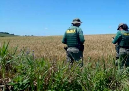 Ibama combate cultivo irregular de transg&ecirc;nicos em terras ind&iacute;genas de MS
