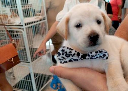 Em m&ecirc;s de conscientiza&ccedil;&atilde;o, secretaria doa 15 pets e inaugura delegacia virtual