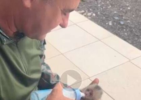 Filhote de macaco prego &eacute; resgatado ap&oacute;s m&atilde;e morrer eletrocutada