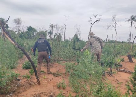 Ag&ecirc;ncia antidrogas desmonta acampamento com 9 hectares de maconha