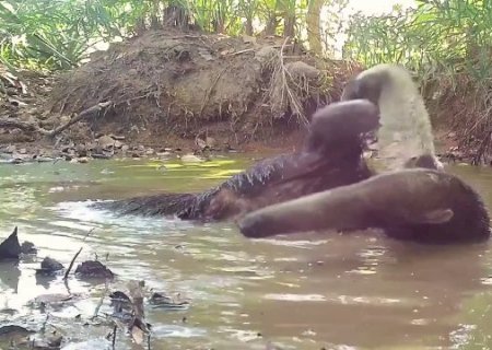 Registro raro: tamandu&aacute;-bandeira &eacute; visto "tomando banho" no Pantanal